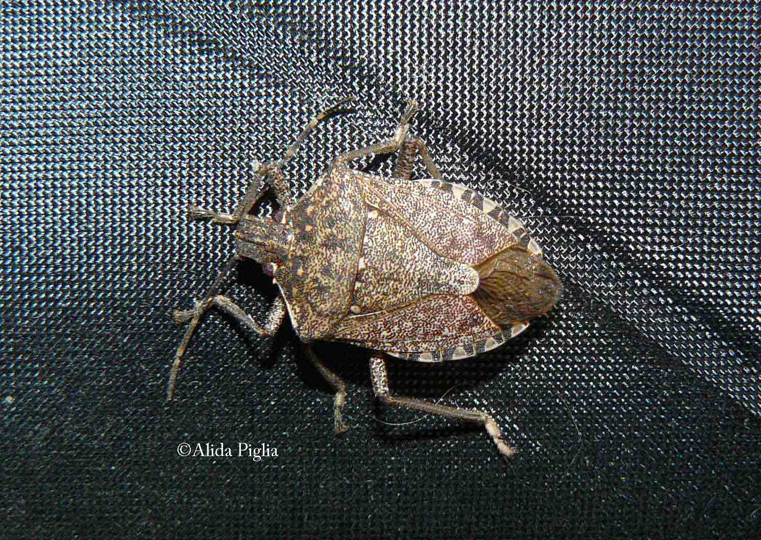 Pentatomidae: Halyomorpha halys - NUOVA PER L''ITALIA